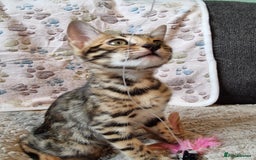 Bengal cats for sale: 🥰✨️2🐆Intelligent Beautiful FullBengal Kittens✨️ in Sutton - Image 33