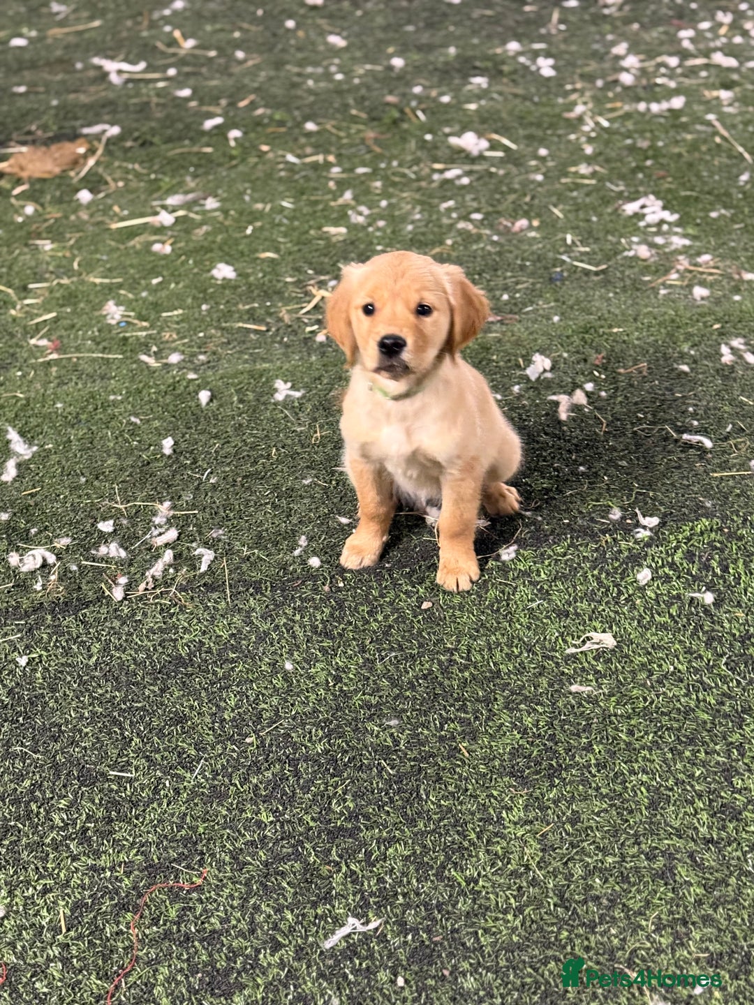 Golden Retriever dogs for sale: Last golden retriever pup available now  - Image 6