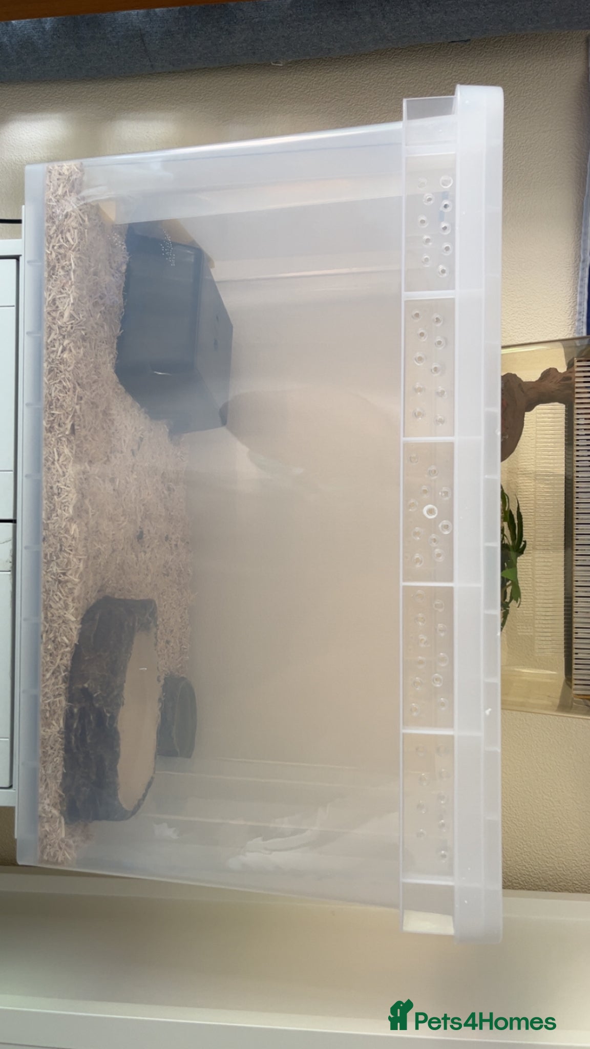 Corn Snake reptiles for sale: Corn snake for sale  in Enfield - Advert 4