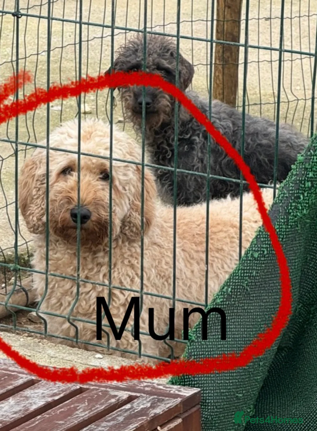 Mixed Breed dogs for sale: Double Doodle X Border Collie puppies - Advert 12