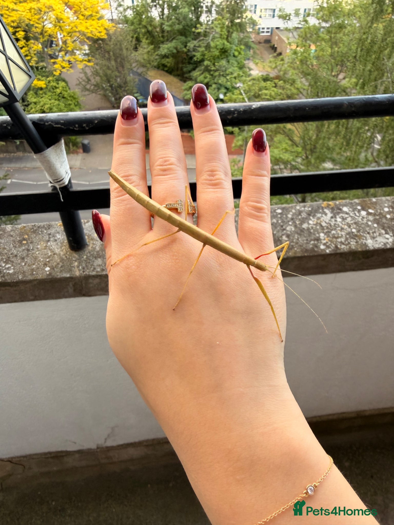 Stick Insects invertebrates Indian Stick Insect Eggs For Sale 🪴 - Advert 1