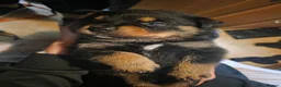 Rottweiler dogs for sale: Rottie pups 4 beautiful boys  - Advert 3