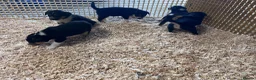 Mixed Breed dogs for sale: Beautiful tri colour border collie pups in Builth Wells - Advert 9