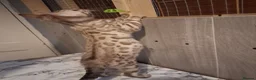 Bengal cats for sale: Bengal Kittens  - Advert 7