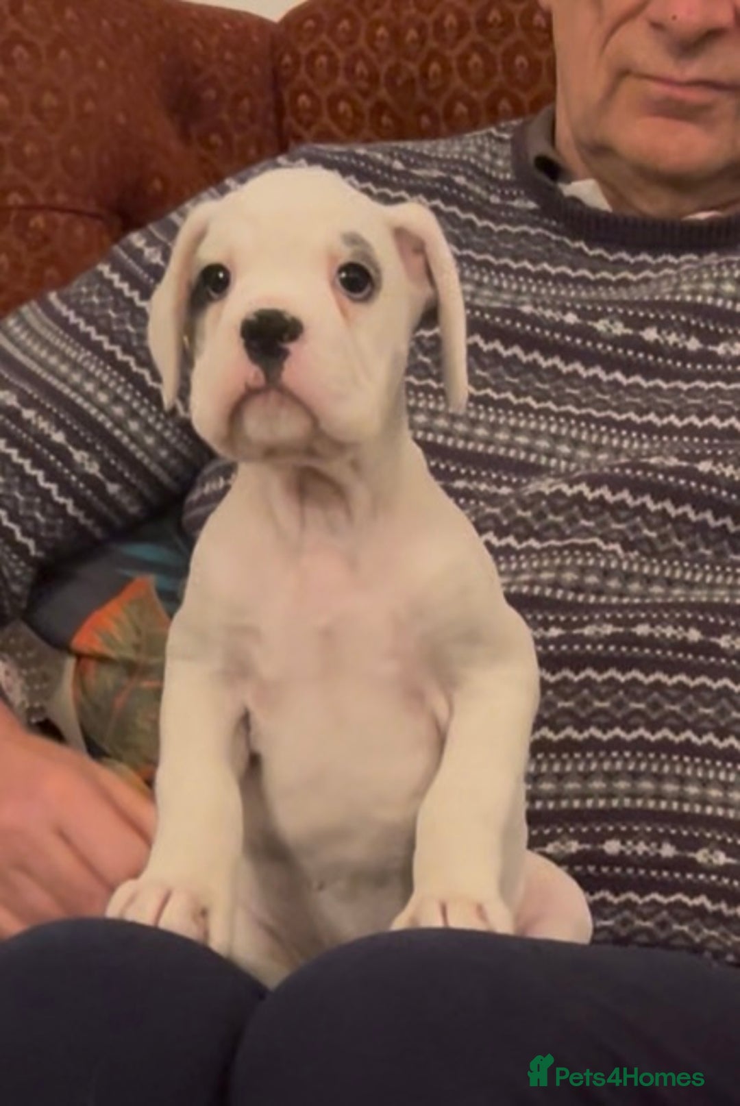 Boxer dogs for sale: adorable boxer puppies  - Advert 3