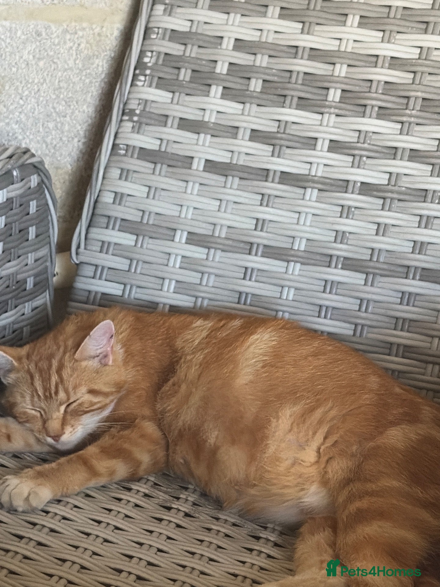 Mixed Breed cats Beautiful orange long fur kittens - Advert 1