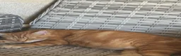 Mixed Breed cats for sale: Beautiful orange long fur kittens - Advert 1