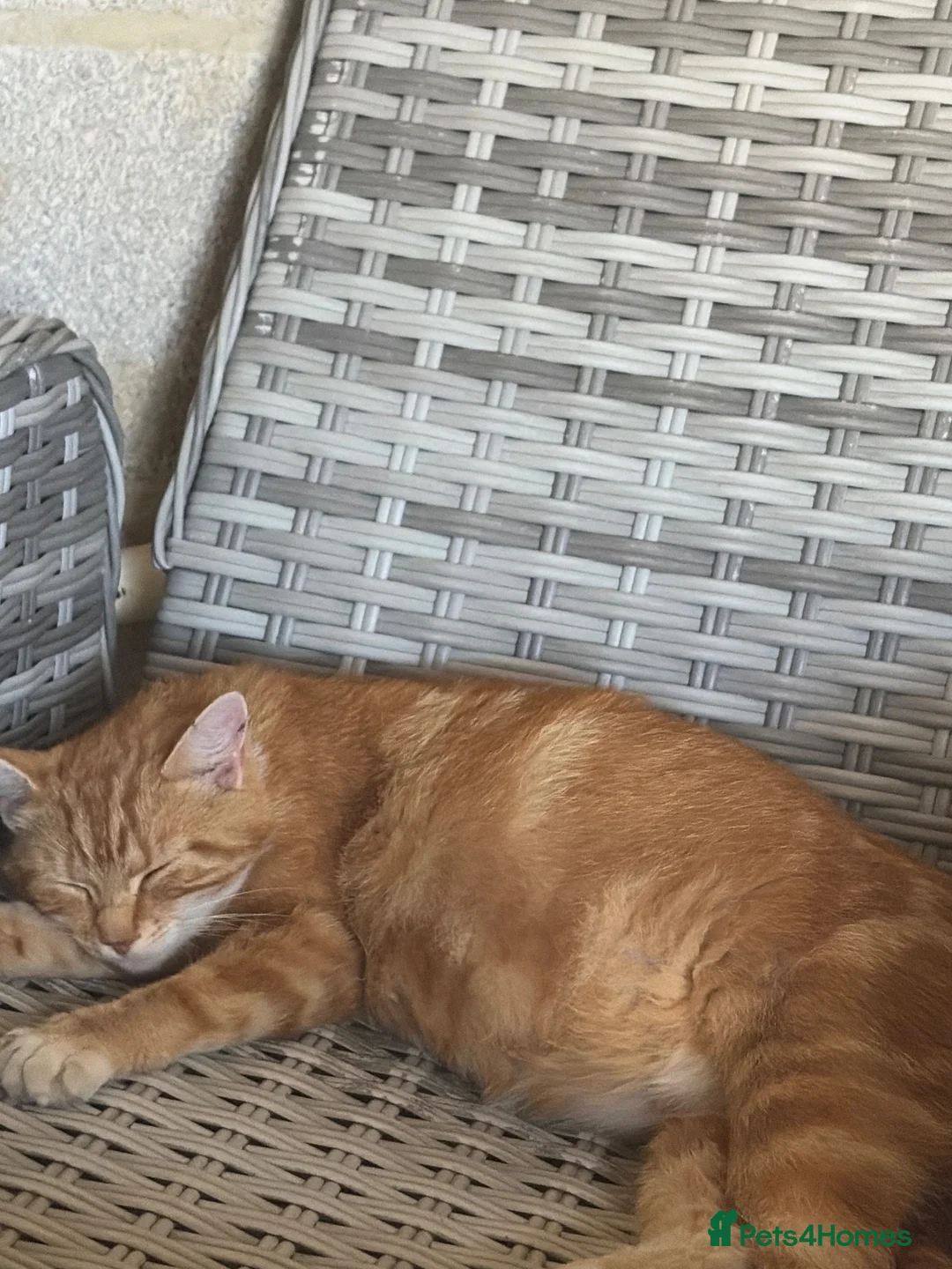 Mixed Breed cats for sale: Beautiful orange long fur kittens - Advert 1