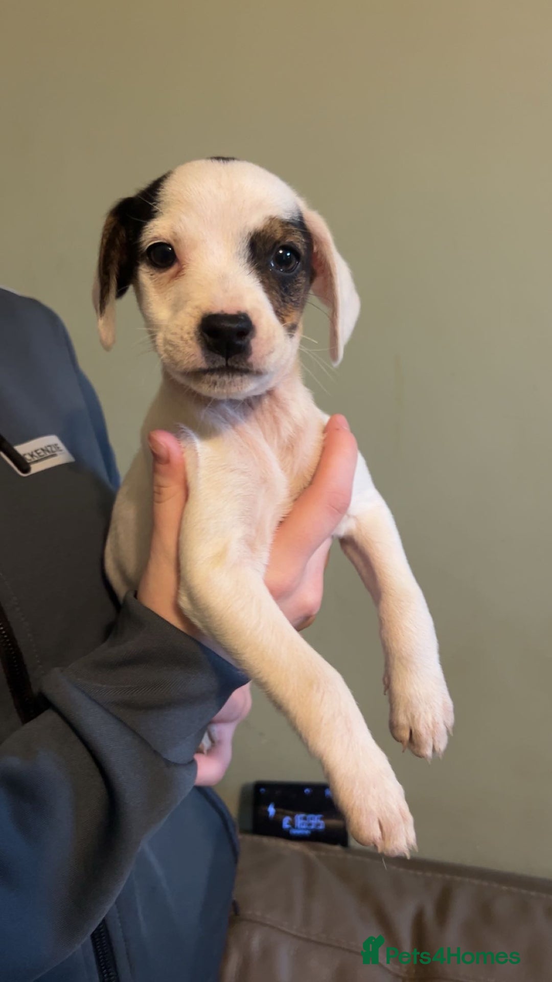Mixed Breed dogs for sale: Adorable Jack Russell X Puppies - Ready Now - Image 5