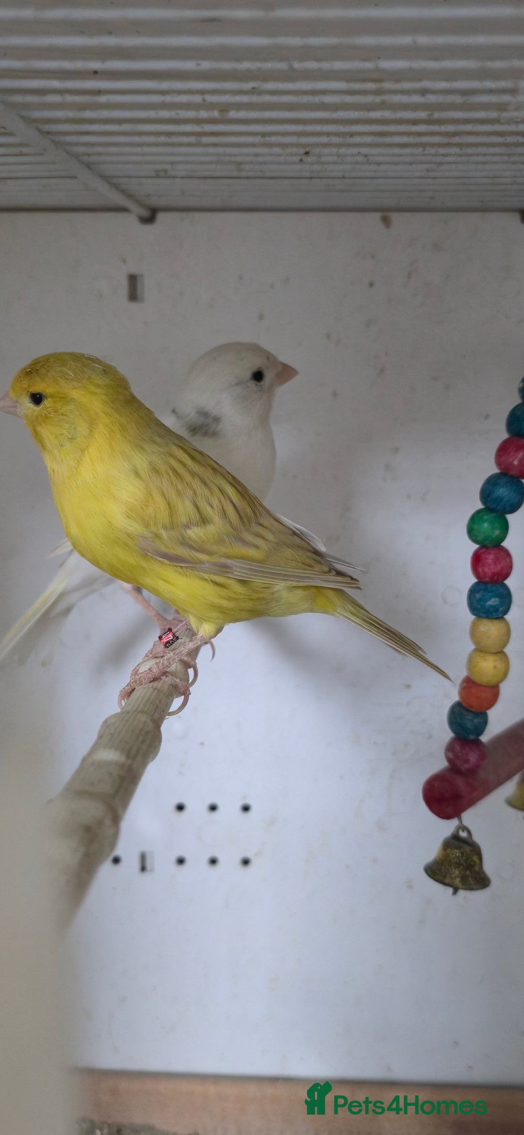 Canaries birds for sale: Canaries  - Image 11