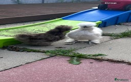 Chickens poultry for sale: 2 Silkie Hens - Image 1