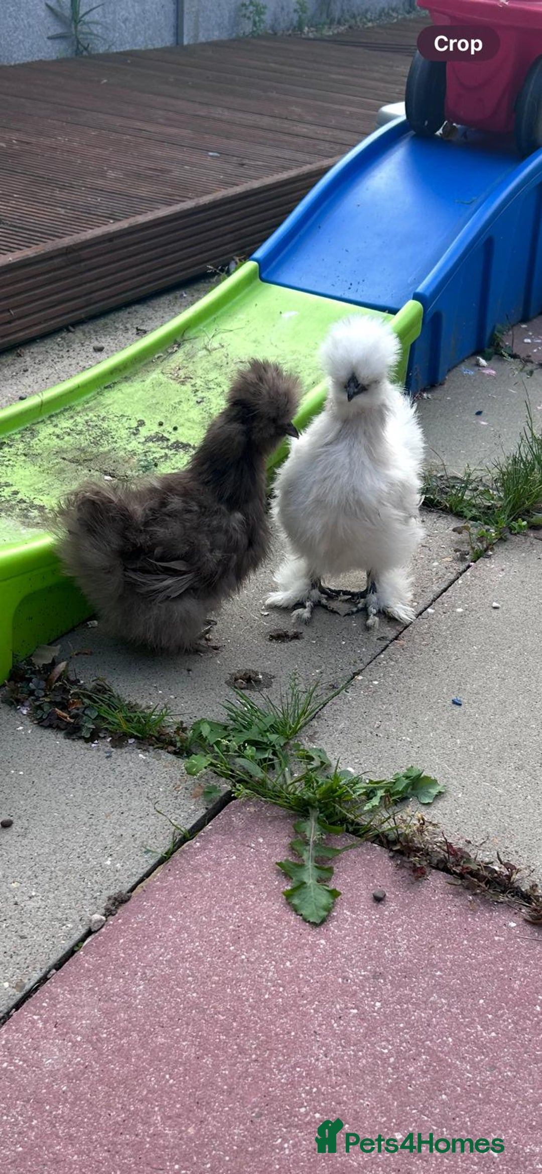 Chickens poultry for sale: 2 Silkie Hens - Image 1