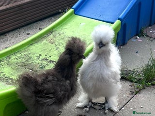 Chickens poultry - Advert 2