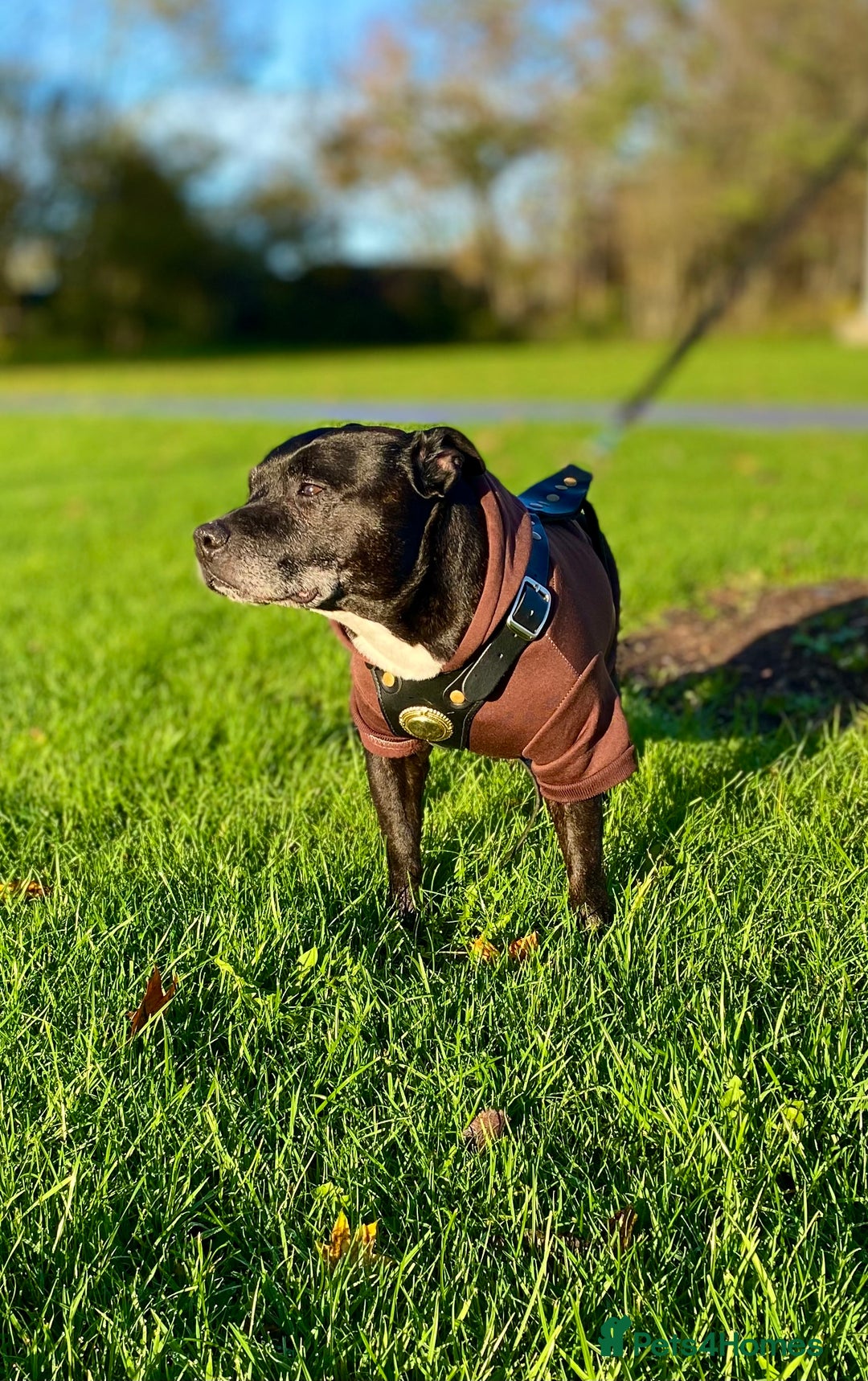 Staffordshire Bull Terrier dogs for stud: Quality STUD carries blue, red and tri gene  - Advert 3