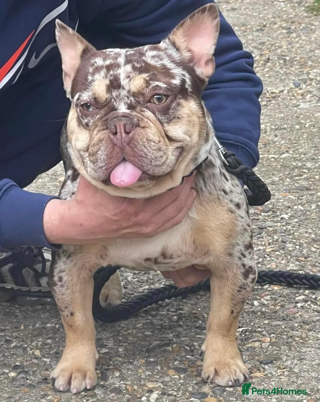 French Bulldog dogs for stud: Rojo & tan Merle carrying fluffy  in Kings Langley - Advert 5