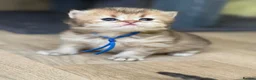 British Longhair cats for sale: ⭐️GORGEOUS BRITISH LONGHAIR KITTENS ⭐️ - Advert 10