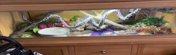 Corn Snake reptiles for sale: 2 corn snakes with full enclosures - Advert 3