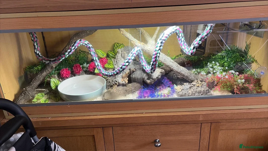 Corn Snake reptiles for sale:  corn snake with full enclosure - Advert 2