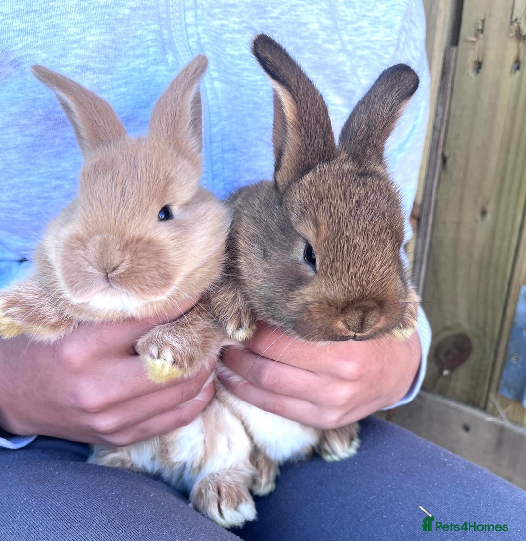 Netherland Dwarf rabbits for sale: Six beautiful little rabbits - Image 4