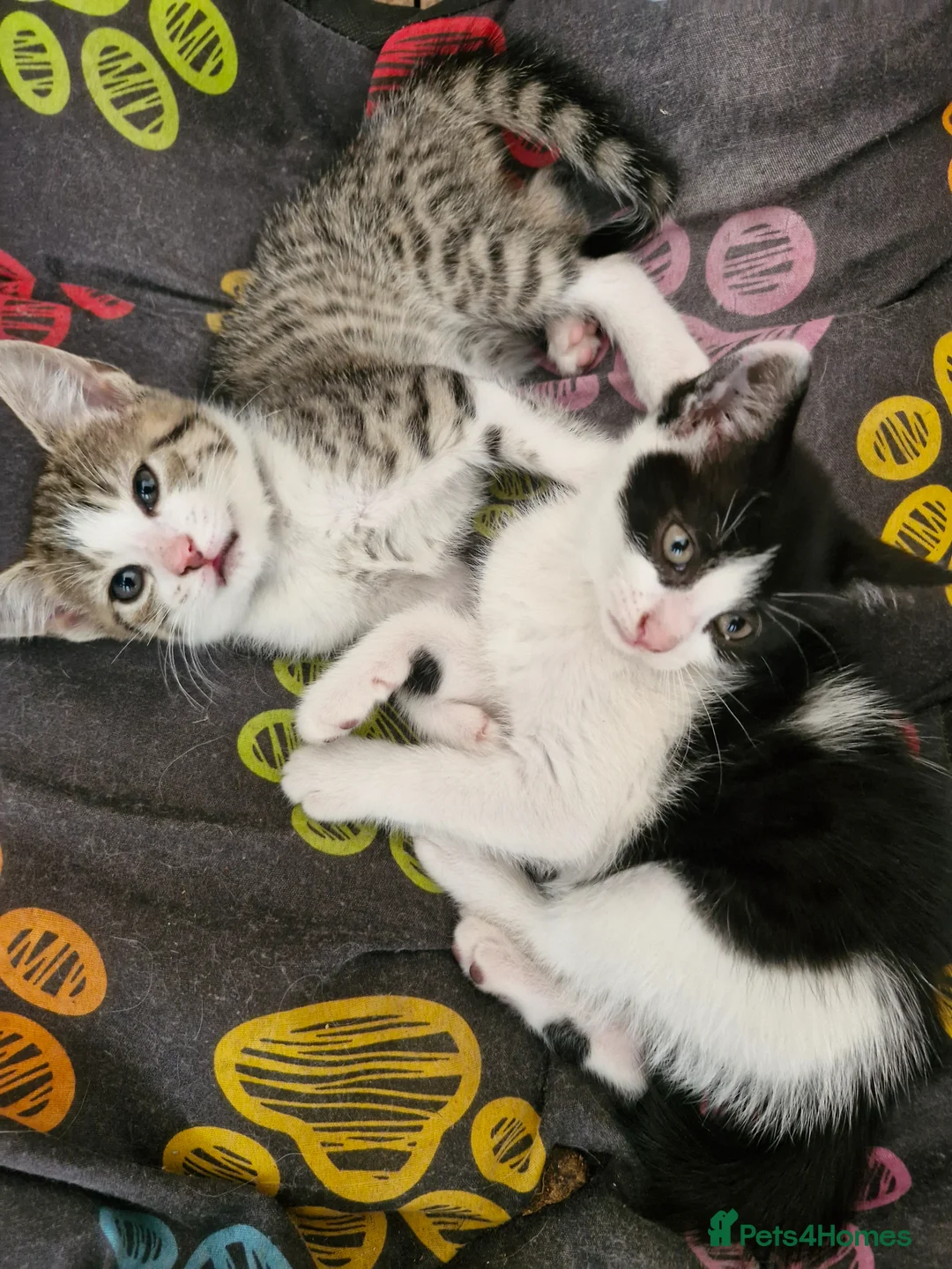 Mixed Breed cats for sale: Beautiful kittens,  ready now - Advert 1