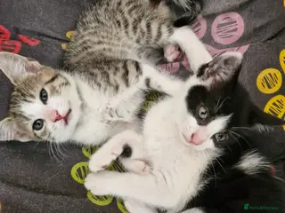 Mixed Breed cats Beautiful kittens, ready now - Advert 1