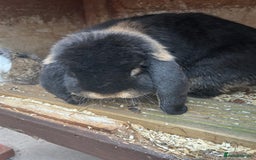 French Lop rabbits for sale: Pure French lop baby bunnies for sale  - Image 17