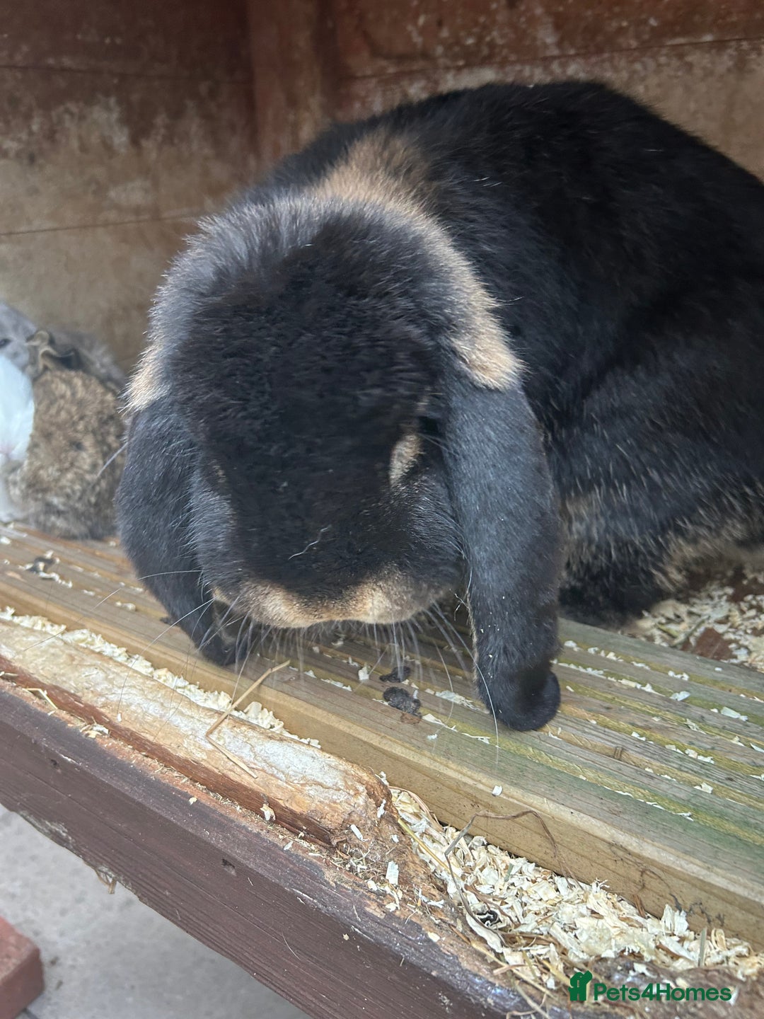French Lop rabbits for sale: Pure French lop baby bunnies for sale  - Image 17