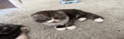 Scottish Fold cats for sale: Persian Scottish folds in Blackwood - Advert 3