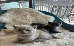 British Shorthair cats for sale: Cutie British Short Hair kittens  - Image 3