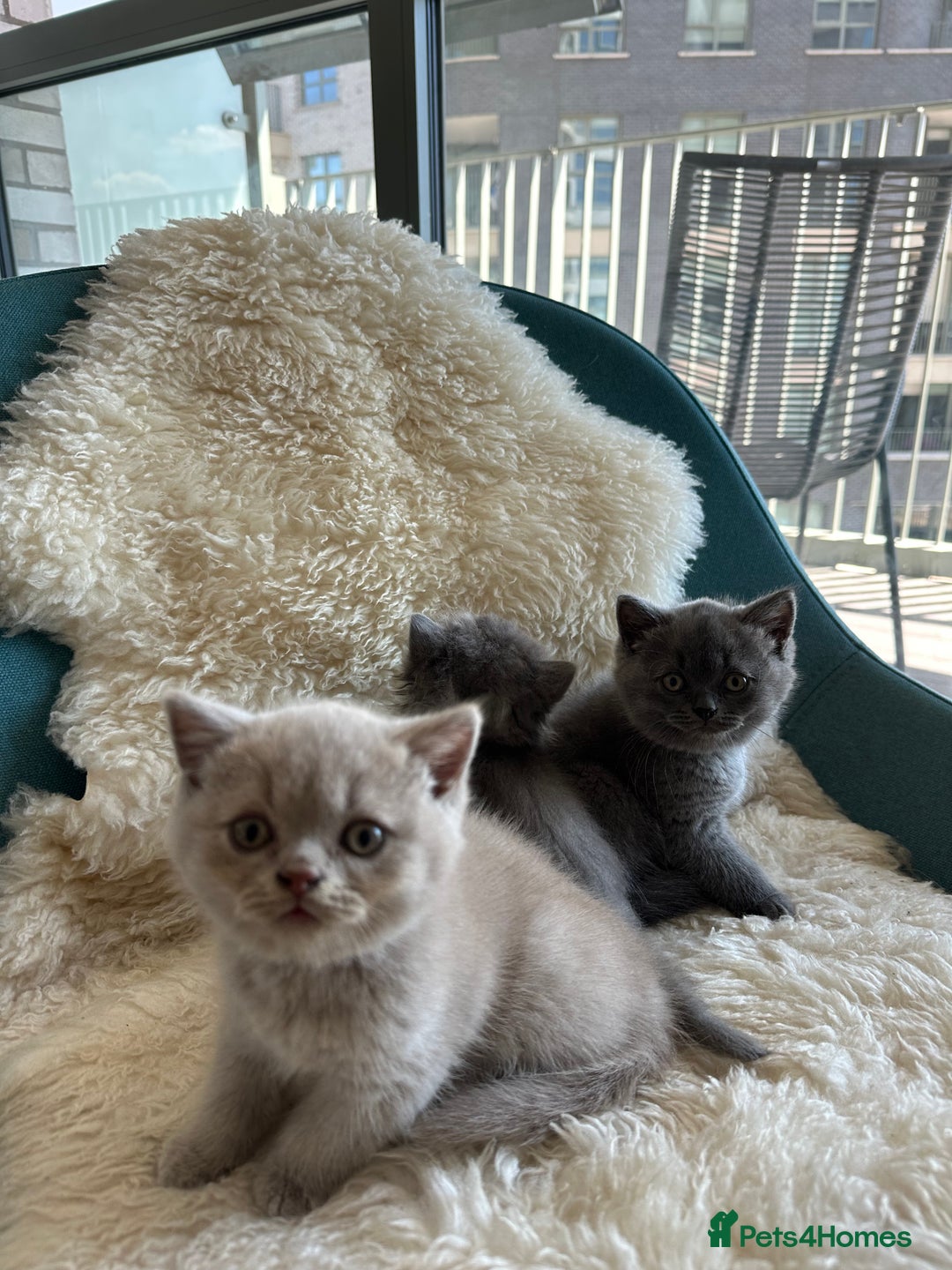 British Shorthair cats for sale: Cutie British Short Hair kittens  - Image 3