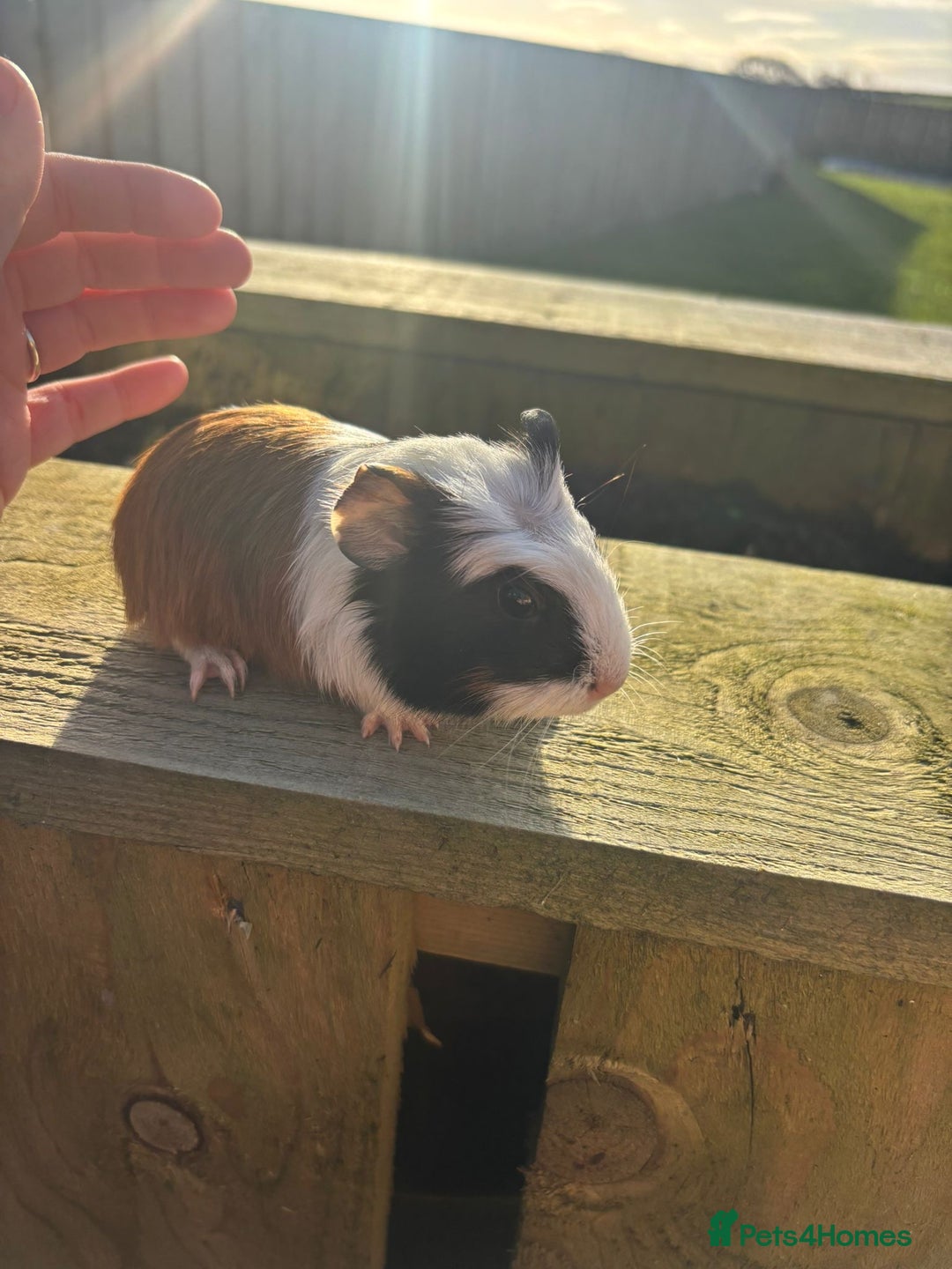 Guinea Pig rodents for sale: Four friendly guinea pig babies!  - Advert 6