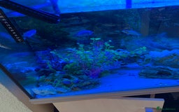 Other/Mixed Breed fish for sale: Mix fish - Image 4