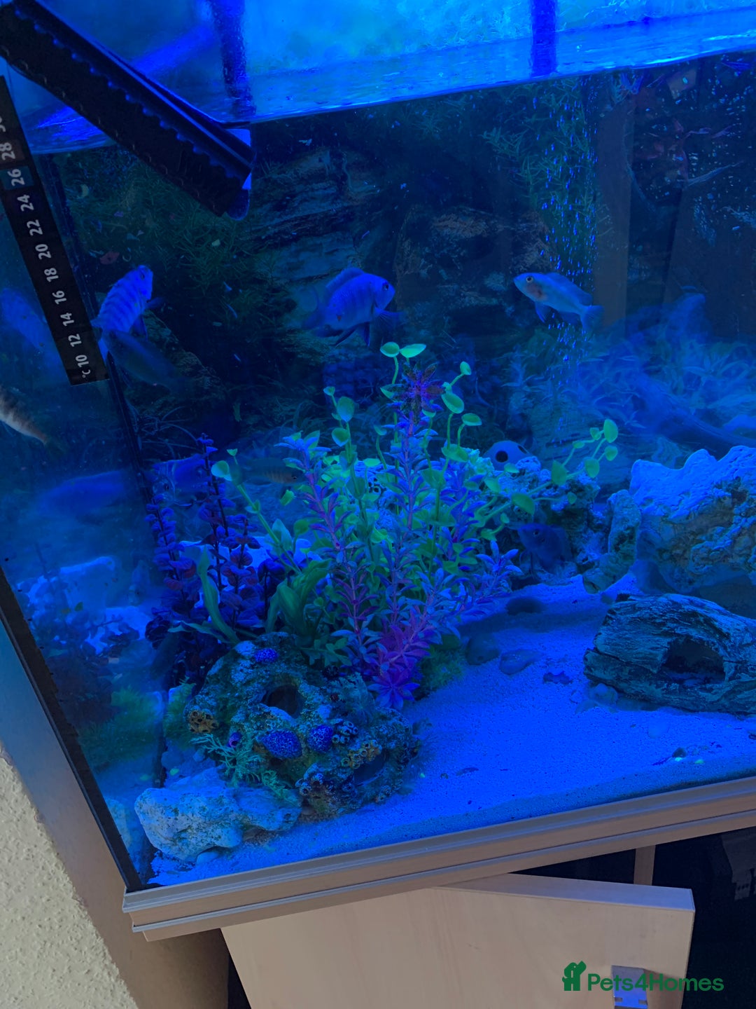 Other/Mixed Breed fish for sale: Mix fish - Image 4