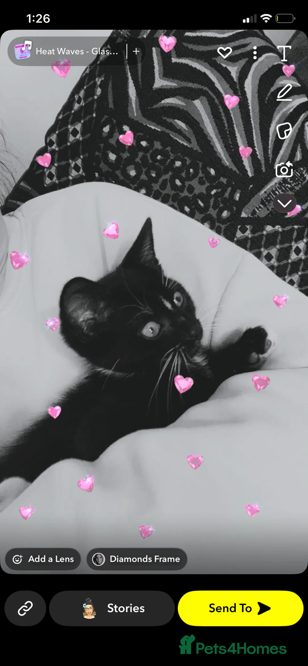 Mixed Breed cats for sale: Kitten  - Advert 1