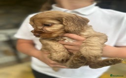 Cockapoo dogs for sale: Beautiful Merle F1 Cockerpoo Pups - Image 6