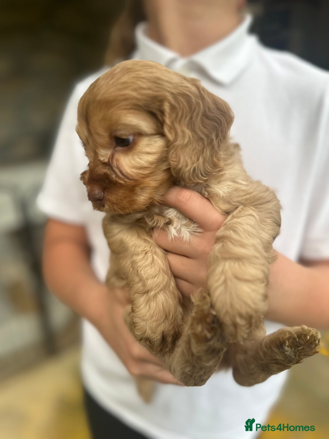 Cockapoo dogs for sale: Beautiful Merle F1 Cockerpoo Pups - Image 6