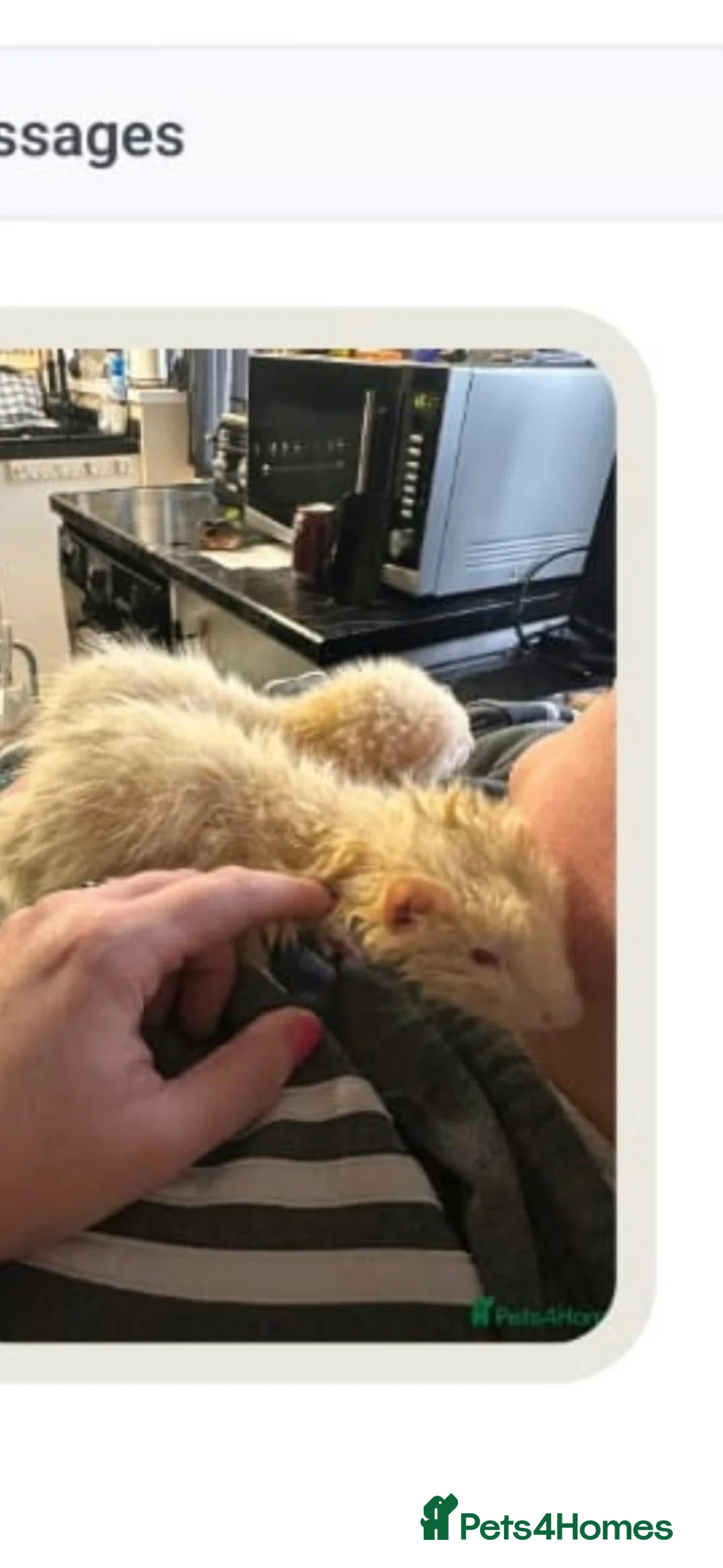 Ferret rodents for sale: 2 male albino ferrets - Advert 3