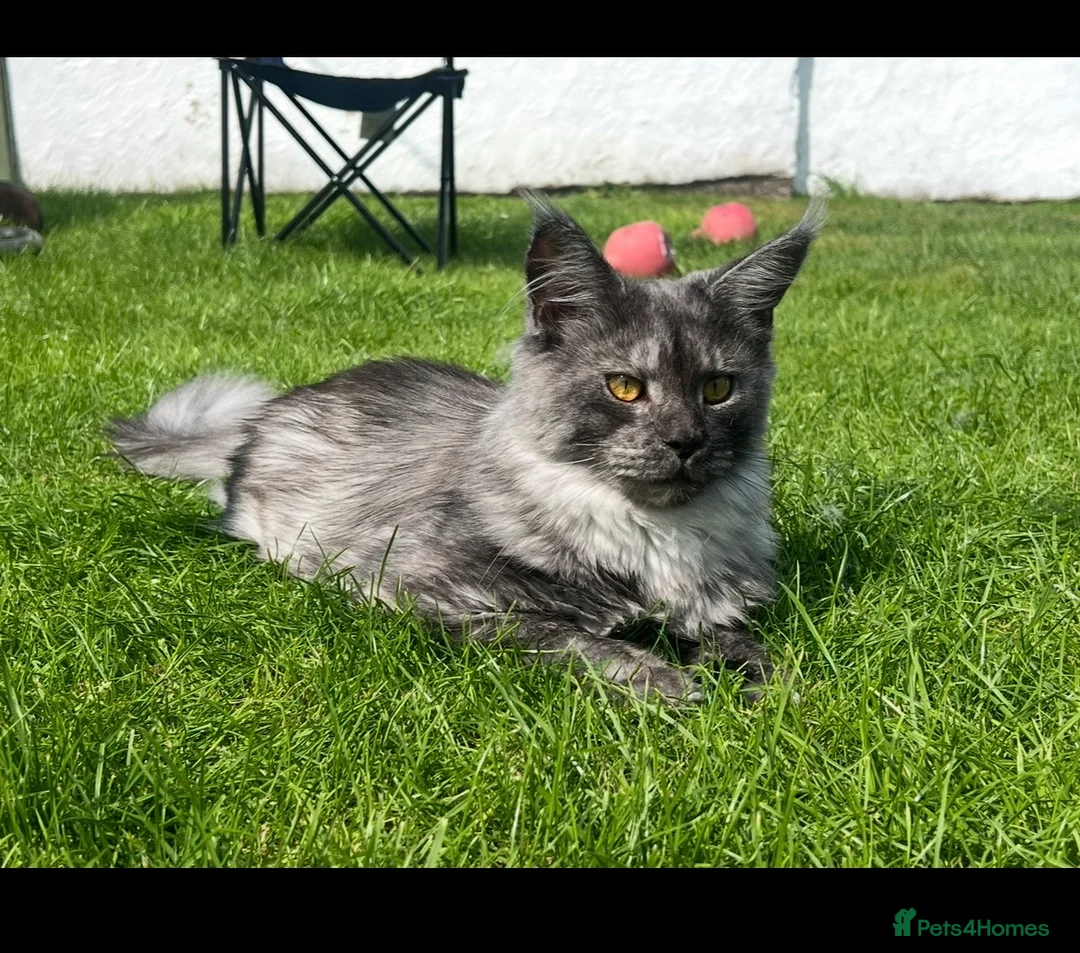 Maine Coon cats for sale: Active Black Smoke Shaded Queen For Sale - Advert 3
