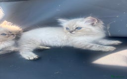 Ragdoll cats for sale: Champion bloodlines Ready for their loving homes - Image 36