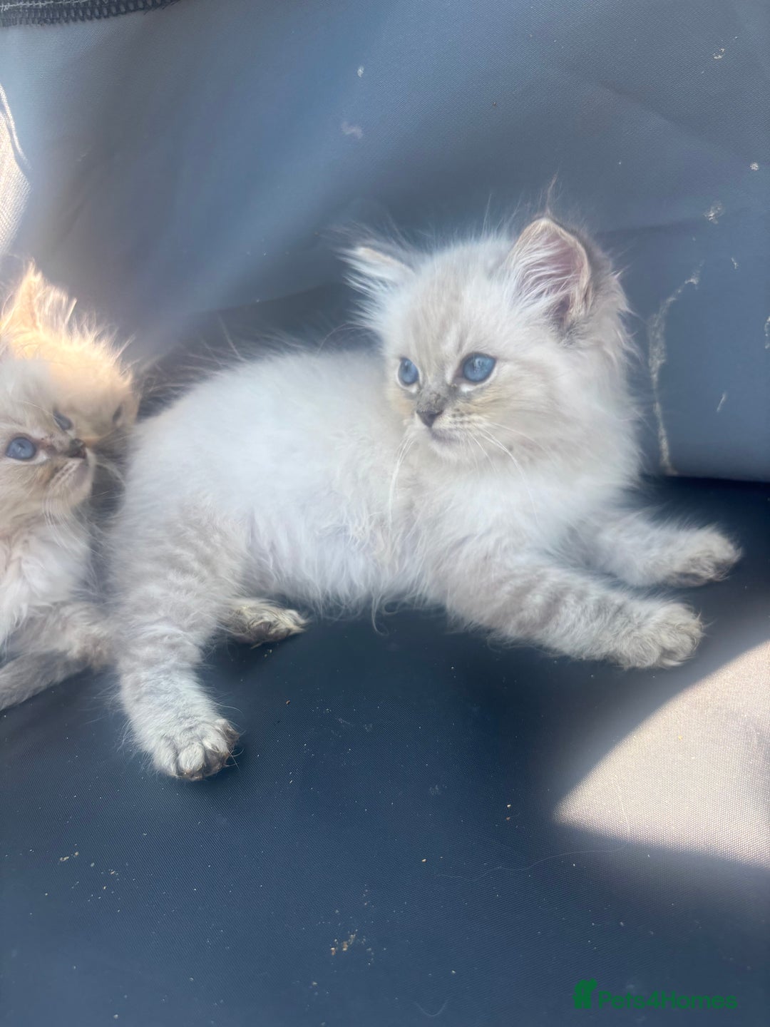 Ragdoll cats for sale: Champion bloodlines Ready for their loving homes - Image 36