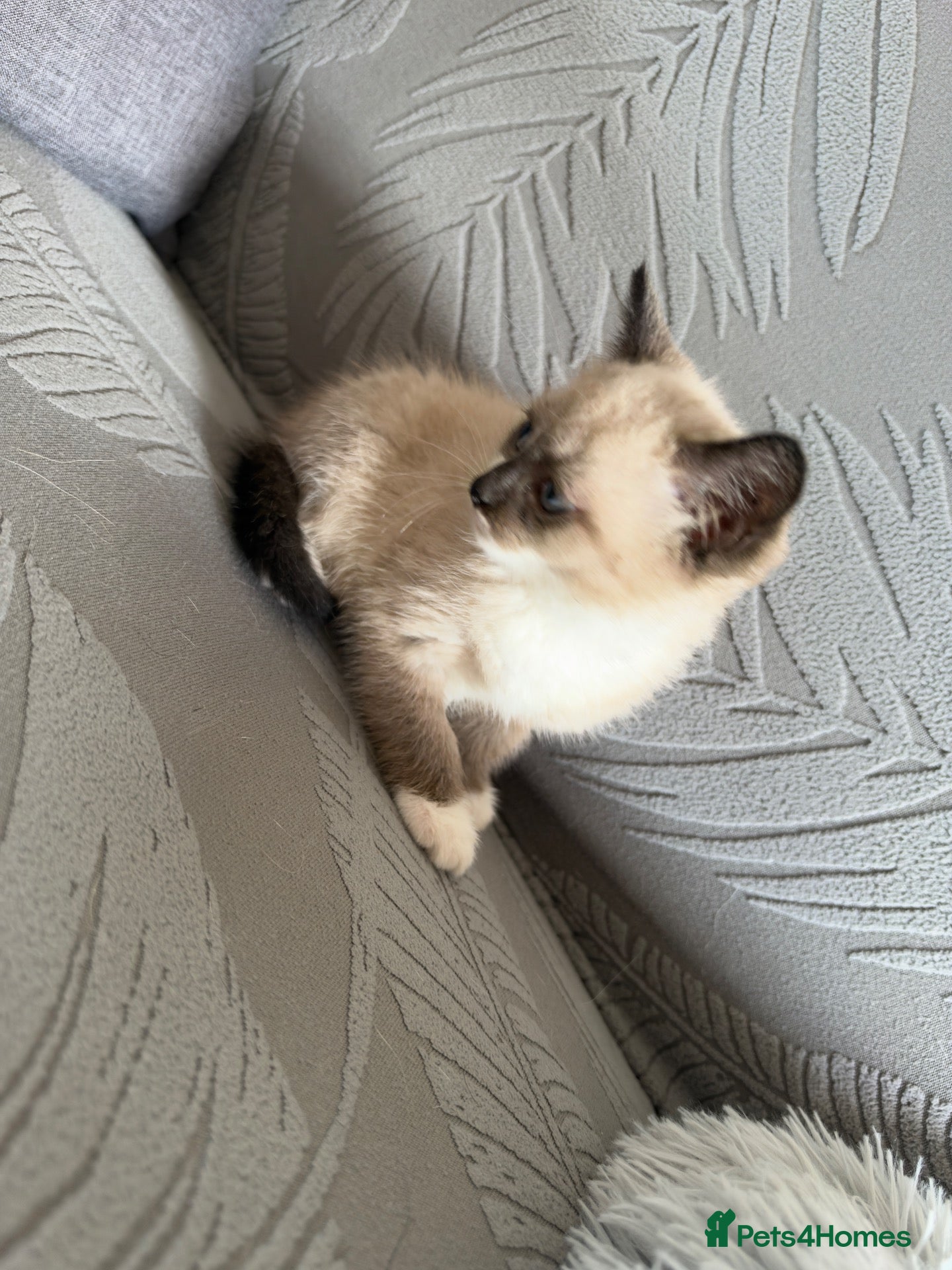British Shorthair cats Adorable  British Shorthair Colourpoint Kitten - Advert 2