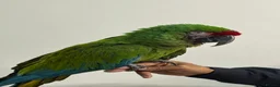 Macaws birds for sale: Tame Military Macaw - Advert 3