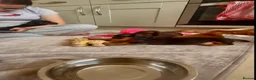 Miniature Dachshund dogs for sale: Pra clear mini dachshunds  - Advert 17