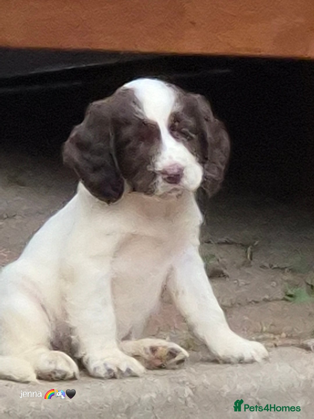 Sprocker dogs for sale: Beautiful sprocker pups  - Image 5