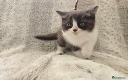 British Shorthair cats for sale: Chocolate Bi-colour GCCF registered boy - Image 6