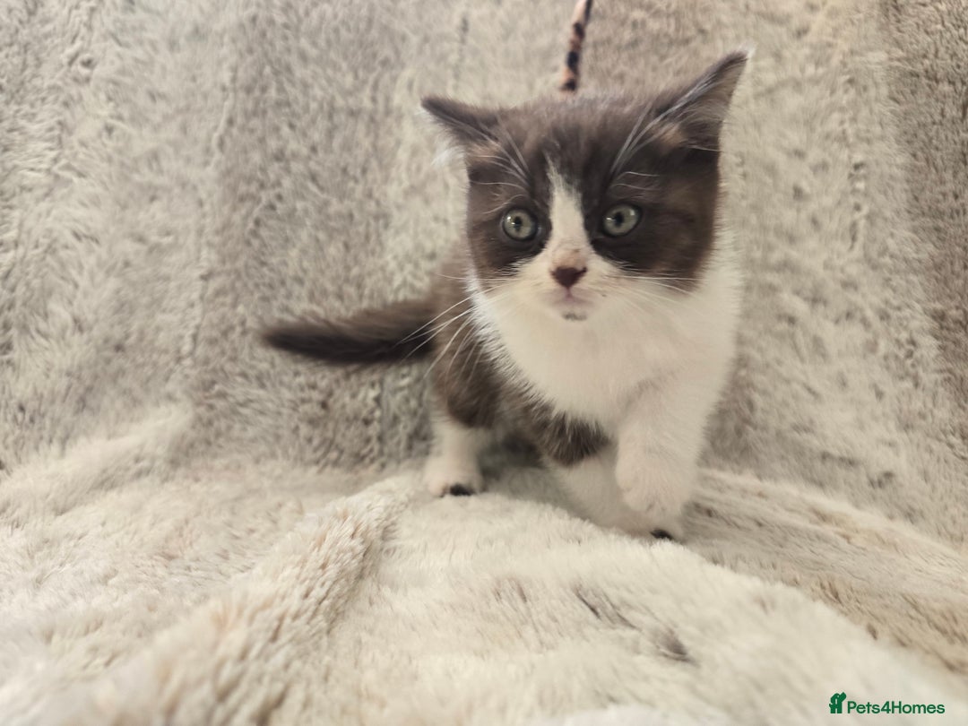British Shorthair cats for sale: Chocolate Bi-colour GCCF registered boy - Image 6