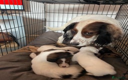 Mixed Breed dogs for sale: Cocker x collie pups  - Image 14