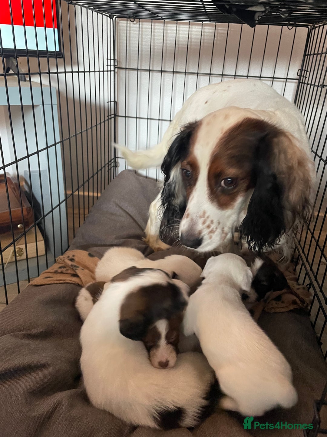 Mixed Breed dogs for sale: Cocker x collie pups  - Image 14