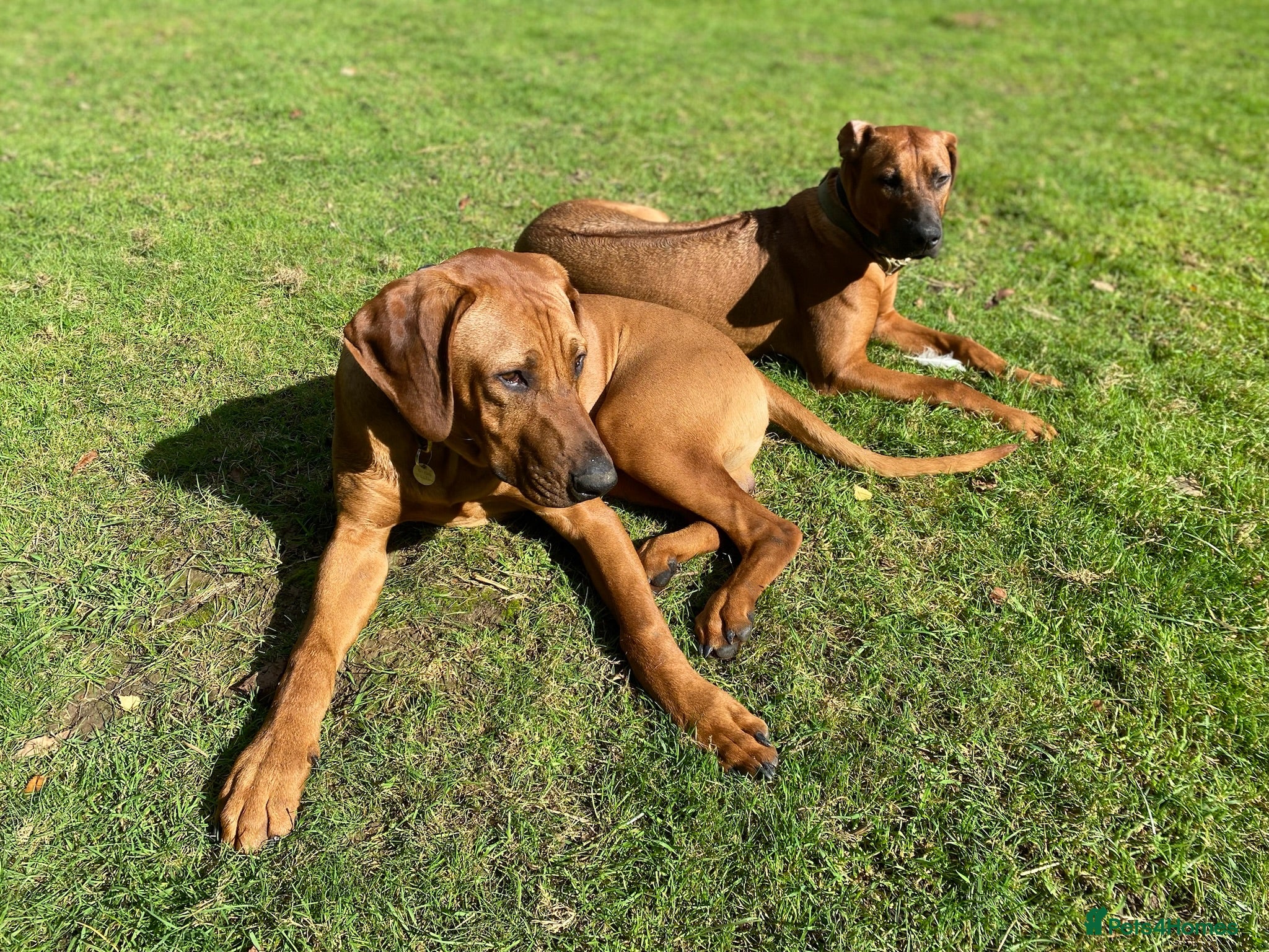 Rhodesian Ridgeback dogs Pedigree Rhodesian Ridgeback pups – Expected Soon - Advert 1