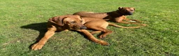 Rhodesian Ridgeback dogs for sale: Pedigree Rhodesian Ridgeback pups – Expected Soon - Advert 1